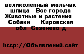 великолепный мальчик шпица - Все города Животные и растения » Собаки   . Кировская обл.,Сезенево д.